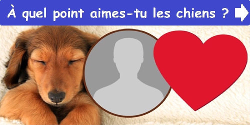 À quel point aimes-tu les chiens ?