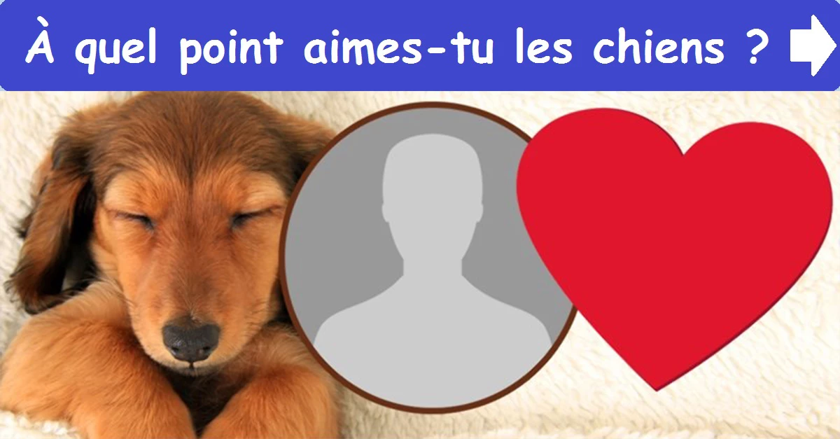 À quel point aimes-tu les chiens ?