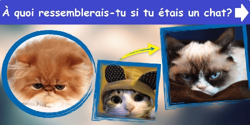 À quoi ressemblerais-tu si tu étais un chat?