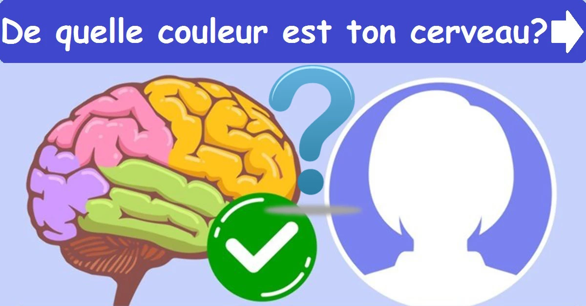 De quelle couleur est ton cerveau?