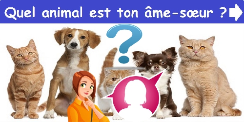 Quel animal est ton âme-sœur ?
